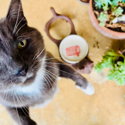 Cat Bowl