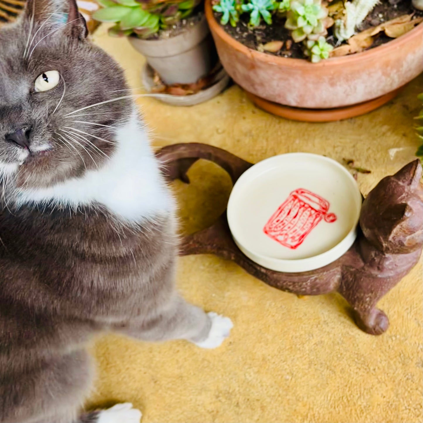 Cat Bowl